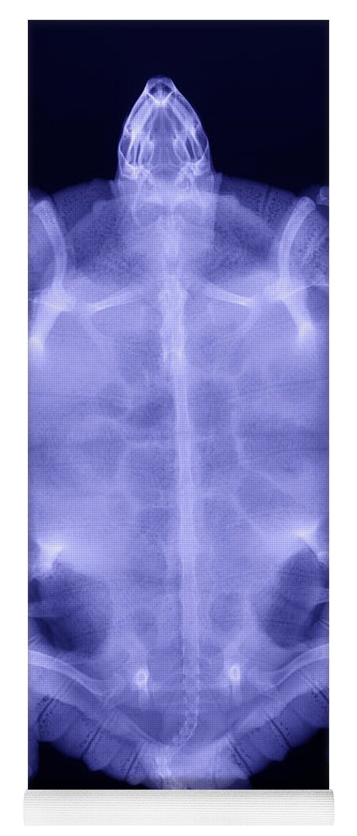 Radiograph Yoga Mat featuring the photograph Red-eared Slider Turtle X-ray by Ted Kinsman