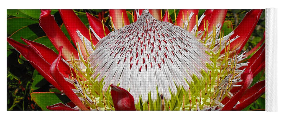 Protea Yoga Mat featuring the photograph Red King Protea by Rebecca Margraf