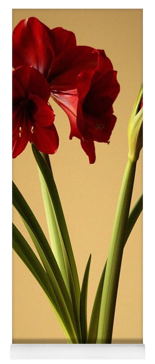 Hippeastrum Yoga Mat featuring the photograph Red Lion Blossoms by Christopher J Kirby