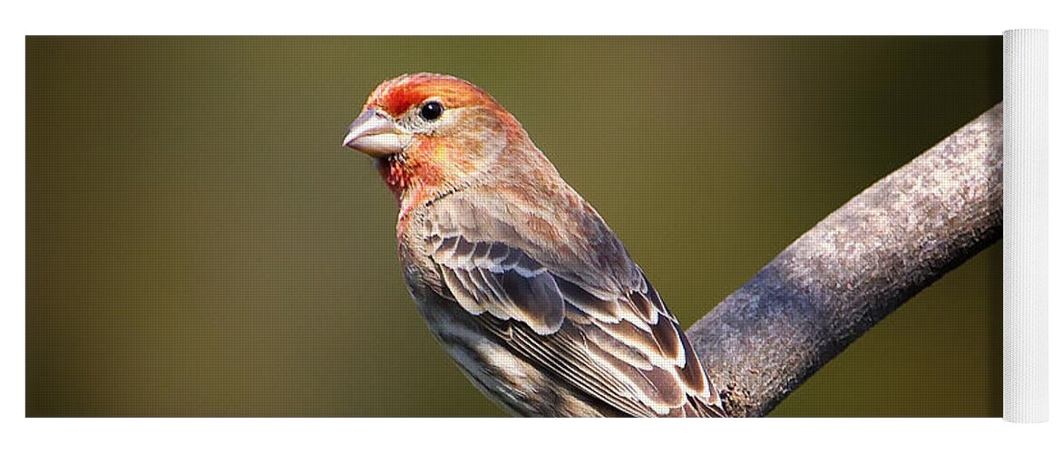 Finch Yoga Mat featuring the photograph Red Male House Finch by Bill and Linda Tiepelman