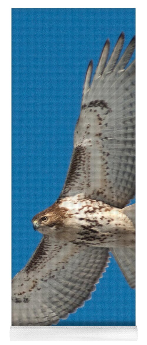 Red Tail Hawk Yoga Mat featuring the photograph Red Tail by Craig Leaper