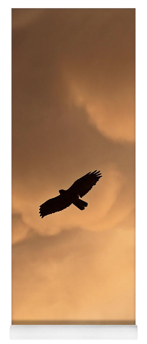 Red-tailed Hawk Yoga Mat featuring the photograph Red-tailed Hawk in flight in Saskatchewan by Mark Duffy