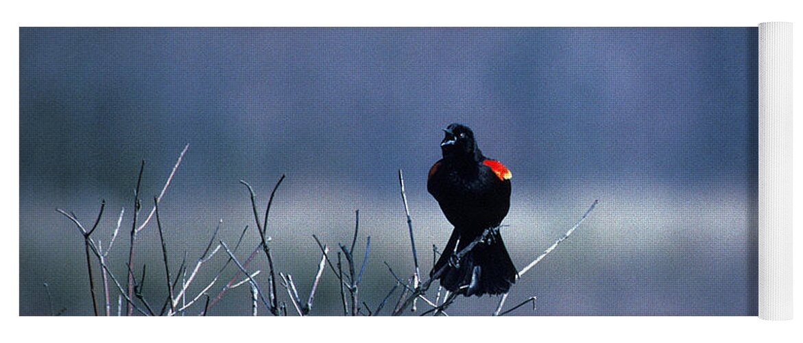 Nature Yoga Mat featuring the photograph Red-wings Morning Call 10O by Gerry Gantt