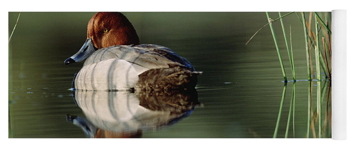 00174652 Yoga Mat featuring the photograph Redhead Duck Male With Reflection by Tim Fitzharris