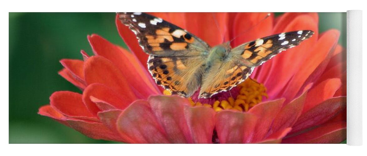 Butterfly Yoga Mat featuring the photograph Resting Area by Living Color Photography Lorraine Lynch