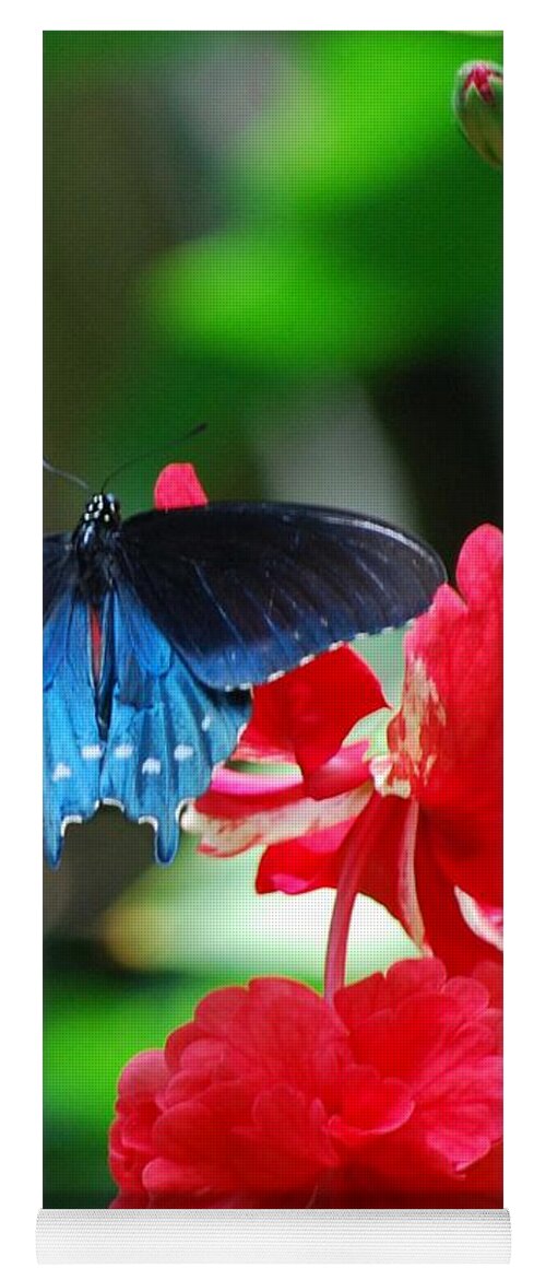 Butterfly Yoga Mat featuring the photograph Resting by Sharon Molinaro