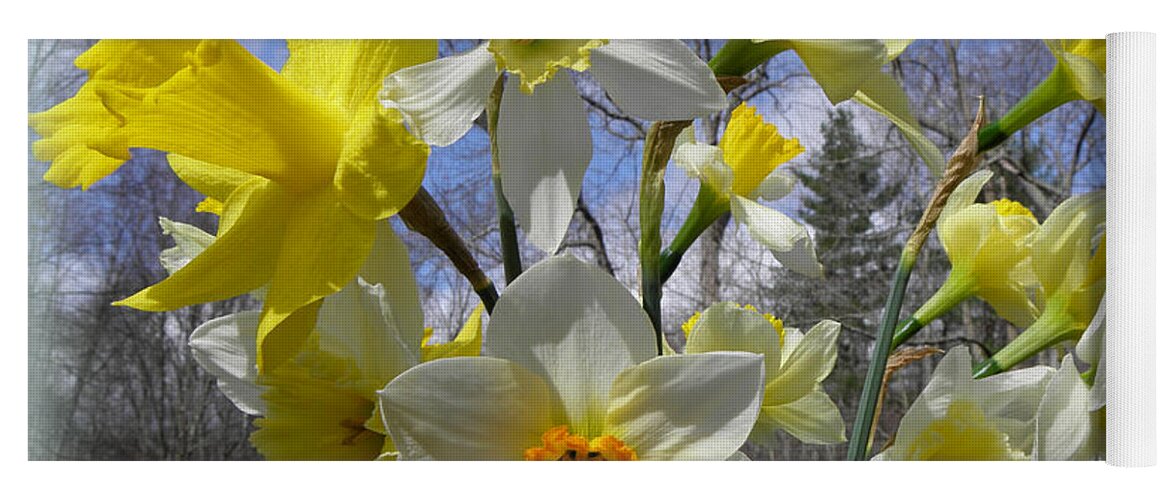 Daffodil Yoga Mat featuring the photograph Rising Up To The Sky by Kim Galluzzo