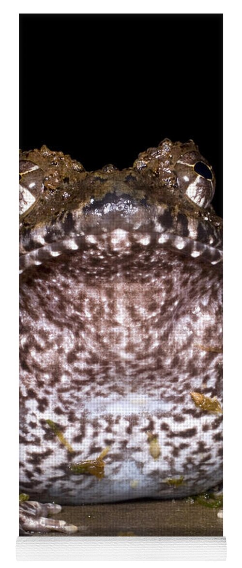 Strobomantidae Yoga Mat featuring the photograph Rusty Robber Frog by Dante Fenolio