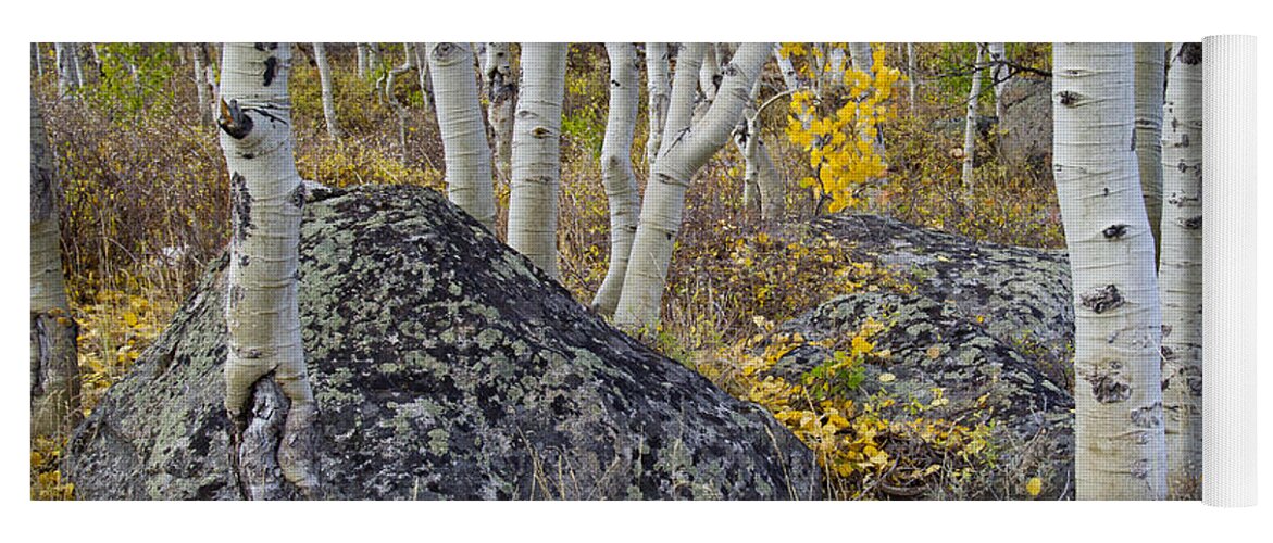 Nature Yoga Mat featuring the photograph Scattered Gold by Idaho Scenic Images Linda Lantzy