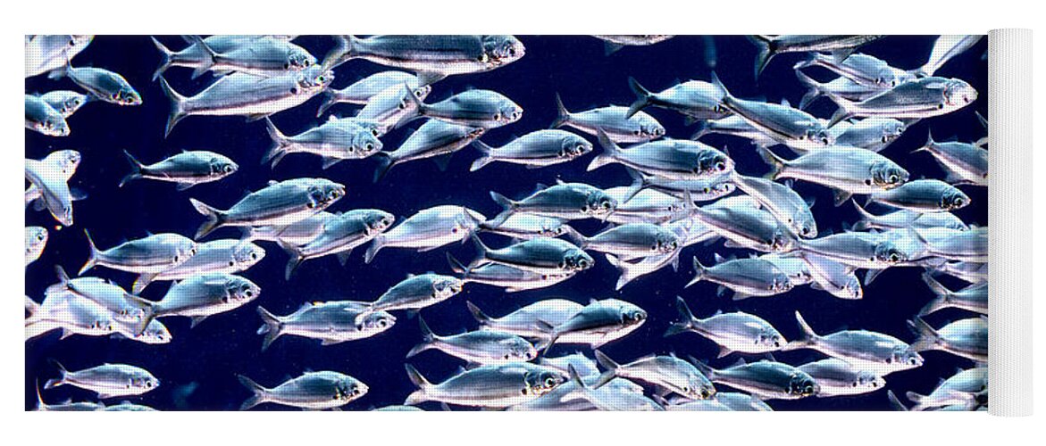 Horizontal Yoga Mat featuring the photograph School of Threadfin Shad by Tom McHugh and Photo Researchers