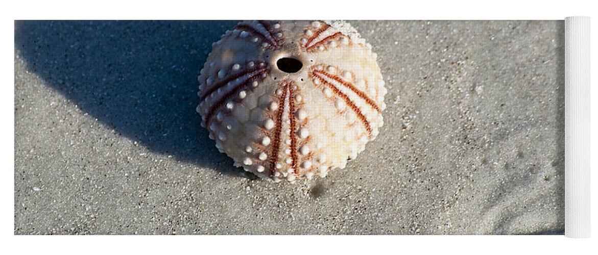 Beach Yoga Mat featuring the photograph Sea Urchin and Shell by Kenneth Albin