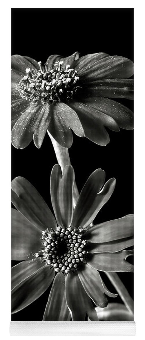 Flower Yoga Mat featuring the photograph Senecio Stellata in Black and White by Endre Balogh