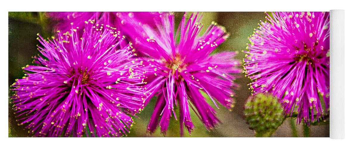 Asteraceae Yoga Mat featuring the photograph Sensitive Briar by Lana Trussell