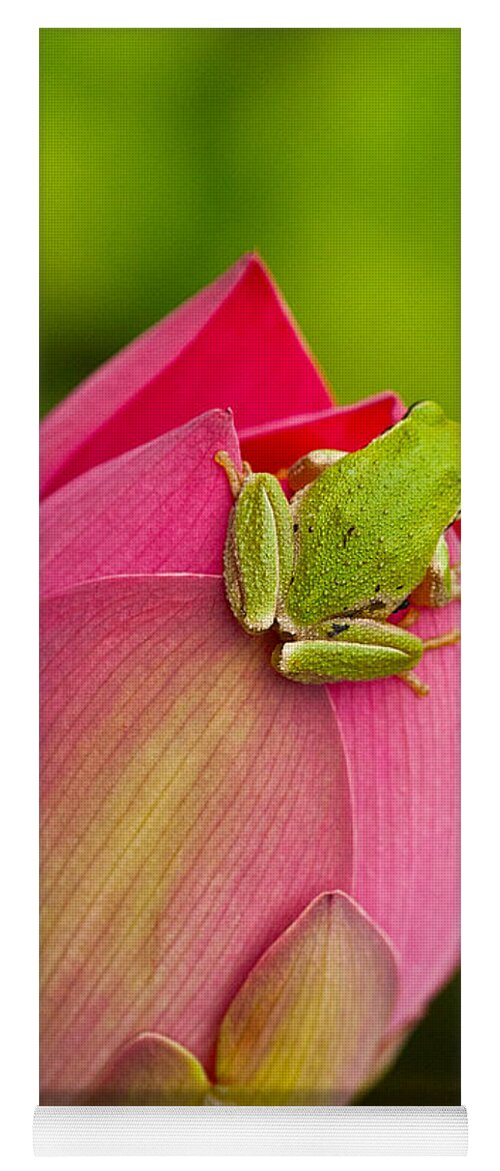 Amphibians Yoga Mat featuring the photograph Serene by Jean Noren