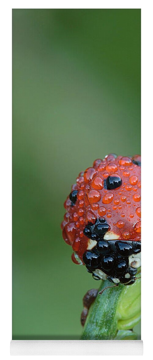 Nature Yoga Mat featuring the photograph Seven-spotted Lady Beetle On Grass With Dew by Daniel Reed