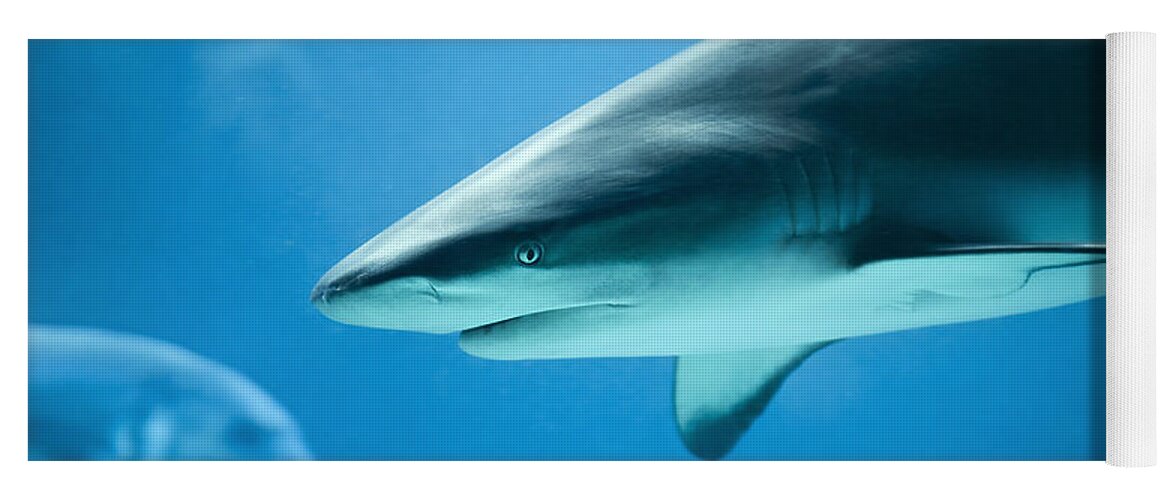 Caribbean Yoga Mat featuring the photograph Shark - Caribbean Reef Shark Aqua Marine Blue by Dave Allen