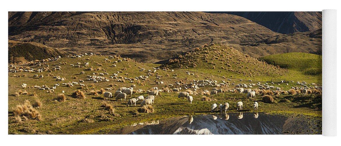 00486209 Yoga Mat featuring the photograph Sheep In Alpine Meadow Rakaia Valley by Colin Monteath