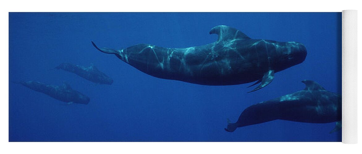 00083143 Yoga Mat featuring the photograph Shortfinned Pilot Whale Pod Hawaii by Flip Nicklin