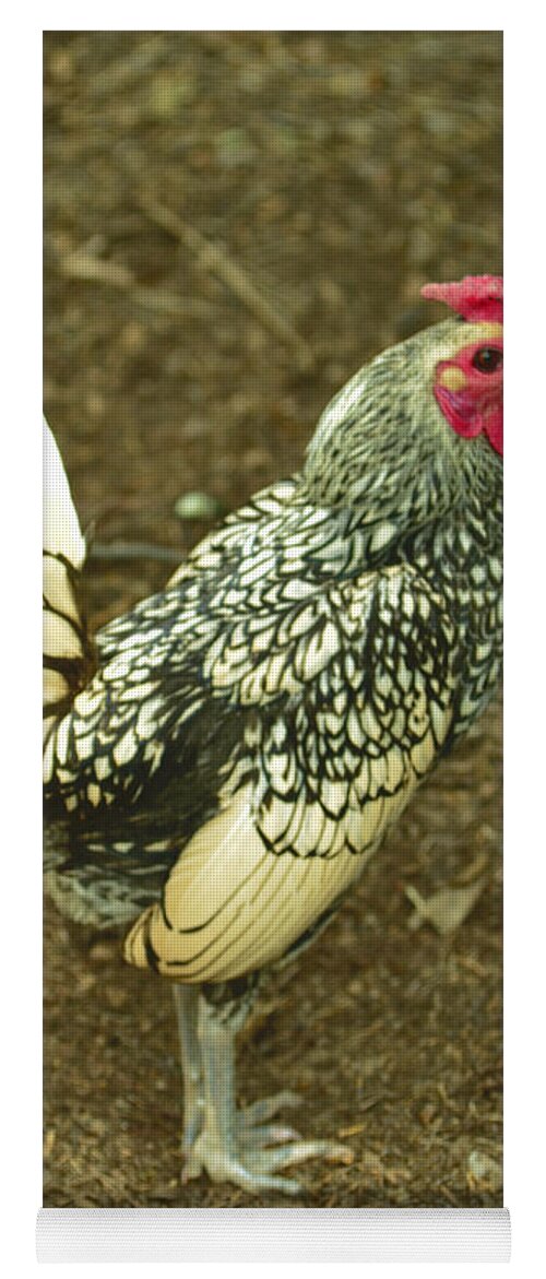 Rooster Yoga Mat featuring the photograph Silver Seabright Rooster by Donna Brown