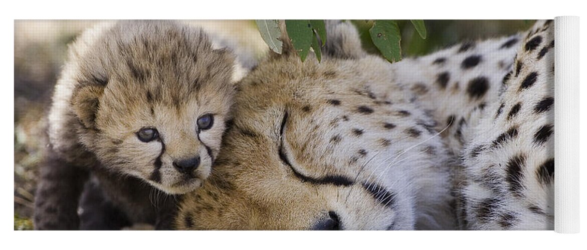 Mp Yoga Mat featuring the photograph Sleeping Cheetah And Cub Kenya by Suzi Eszterhas