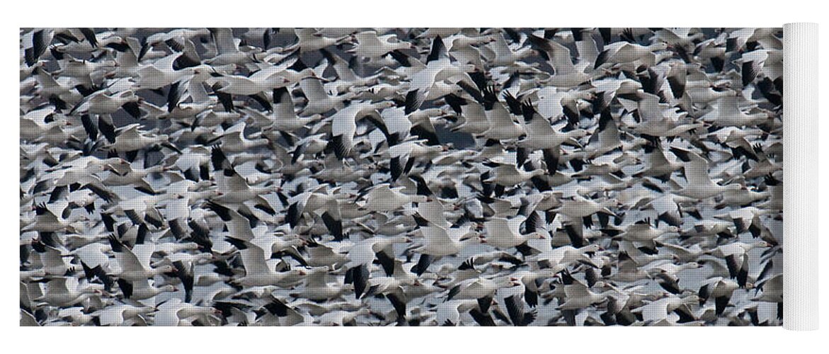 Geese Yoga Mat featuring the photograph Snow Geese Takeoff by Craig Leaper