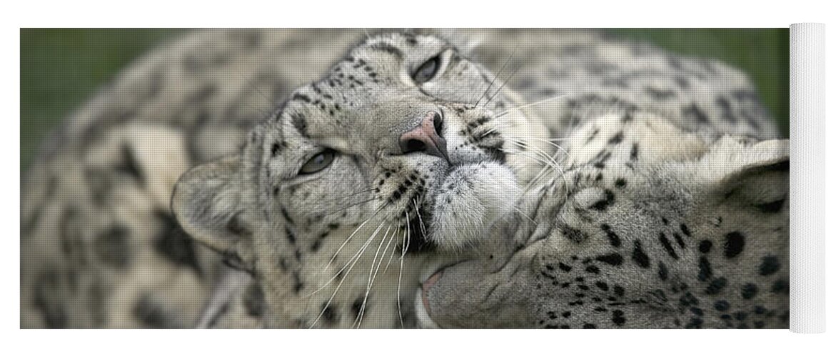 Mp Yoga Mat featuring the photograph Snow Leopards Playing by Cyril Ruoso