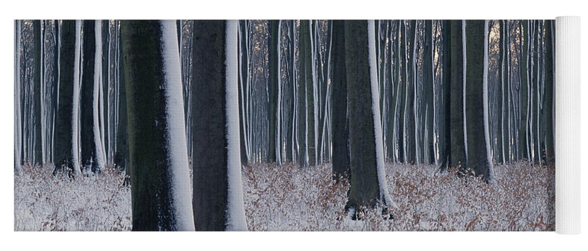 Mp Yoga Mat featuring the photograph Snow On Trees In Bavarian Black Forest by Konrad Wothe