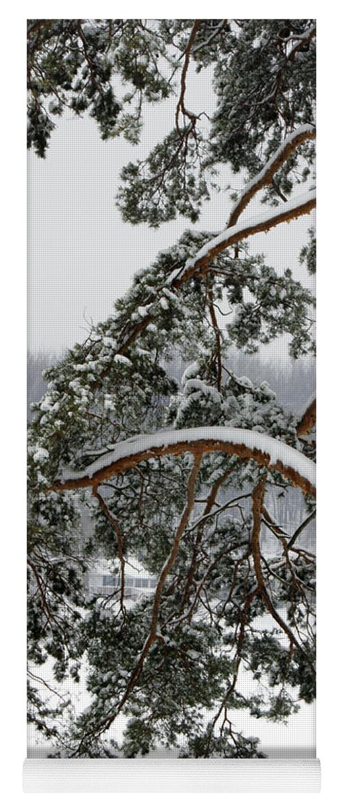 Pinetree Yoga Mat featuring the photograph Snow Pine by Michelle Joseph-Long