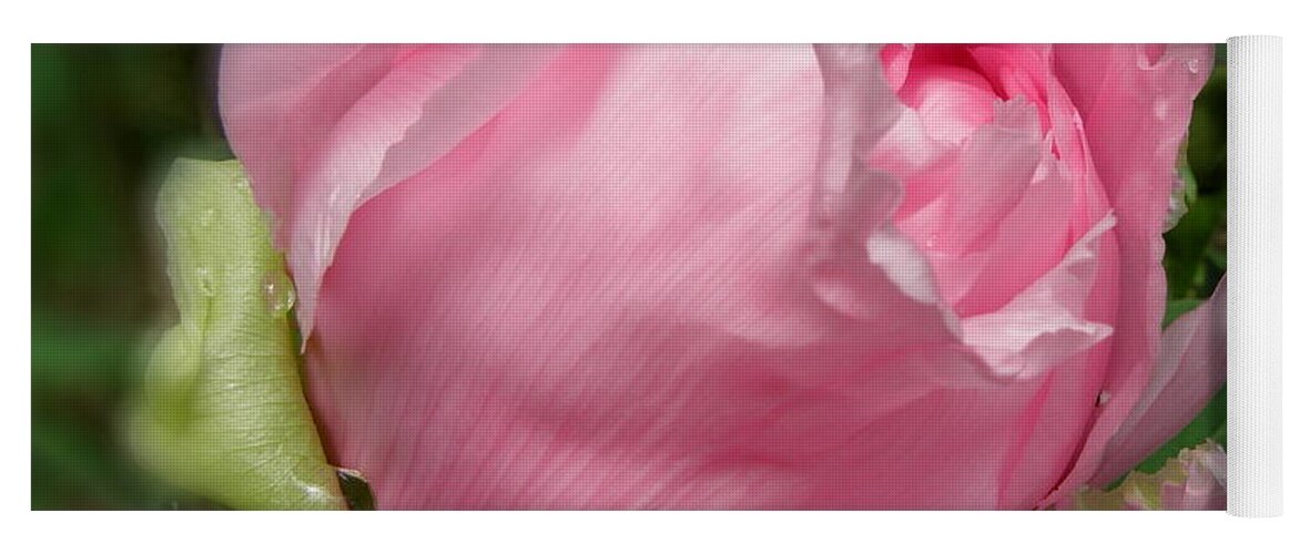 Pink Yoga Mat featuring the photograph Soft Beauty by Kim Galluzzo