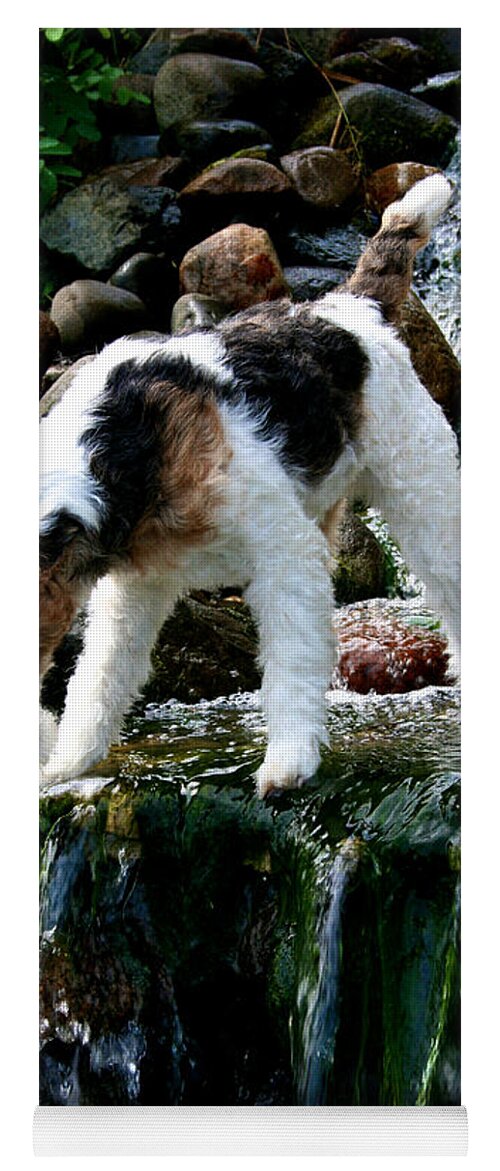 Wirehair Fox Terrier Yoga Mat featuring the photograph Spice Frogging by Susan Herber