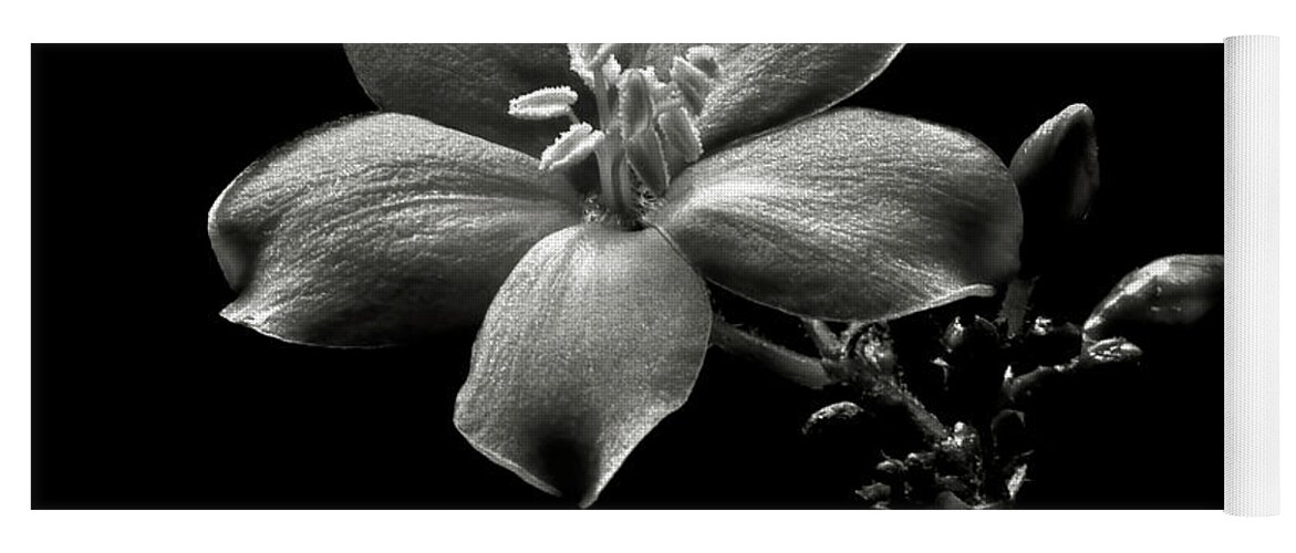 Flower Yoga Mat featuring the photograph Spicy Jatropha in Black and White by Endre Balogh