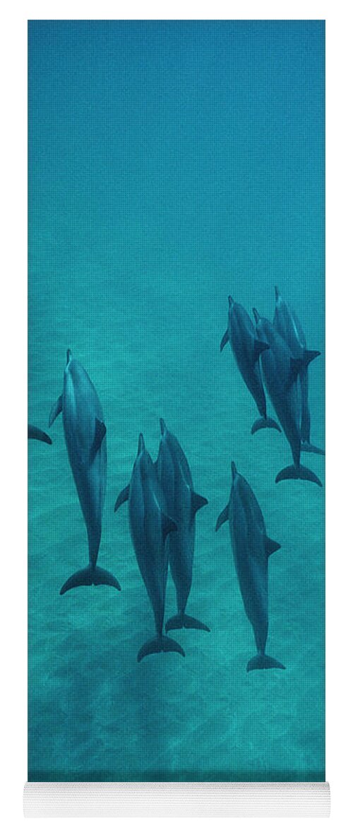 00087133 Yoga Mat featuring the photograph Spinner Dolphin Group Underwater Bahamas by Flip Nicklin