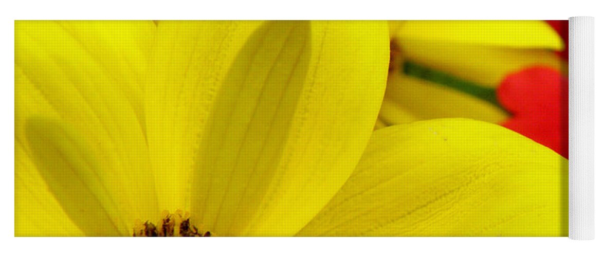 Yellow Flower Yoga Mat featuring the photograph Spring Has Sprung by Kim Galluzzo Wozniak