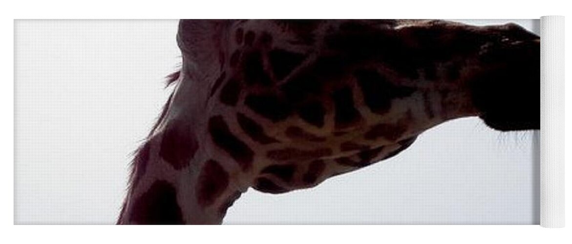 Giraffe Yoga Mat featuring the photograph Stretch by Kim Galluzzo