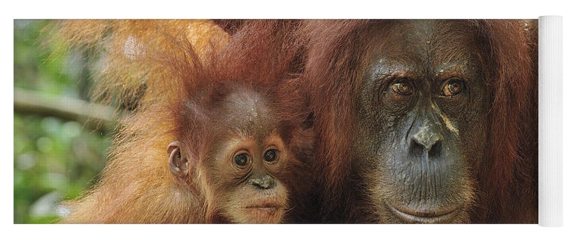 Mp Yoga Mat featuring the photograph Sumatran Orangutan Pongo Abelii Mother by Thomas Marent