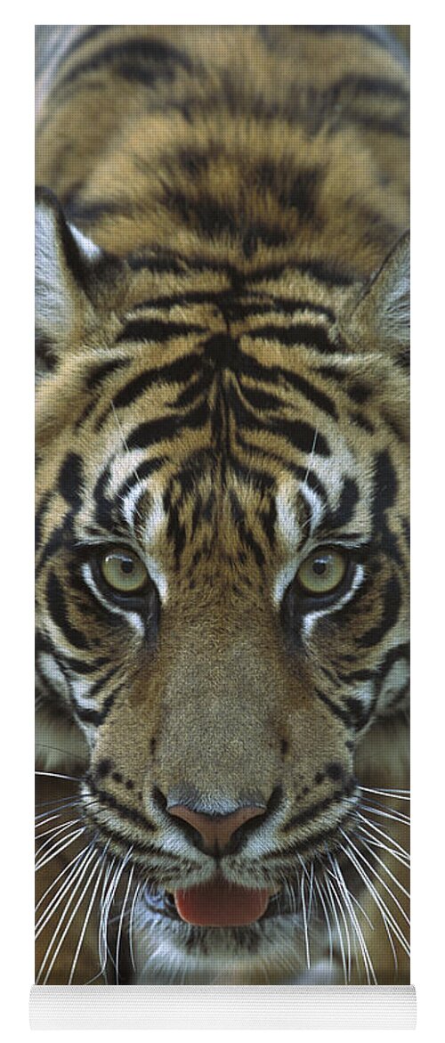 Mp Yoga Mat featuring the photograph Sumatran Tiger Panthera Tigris Sumatrae by Zssd