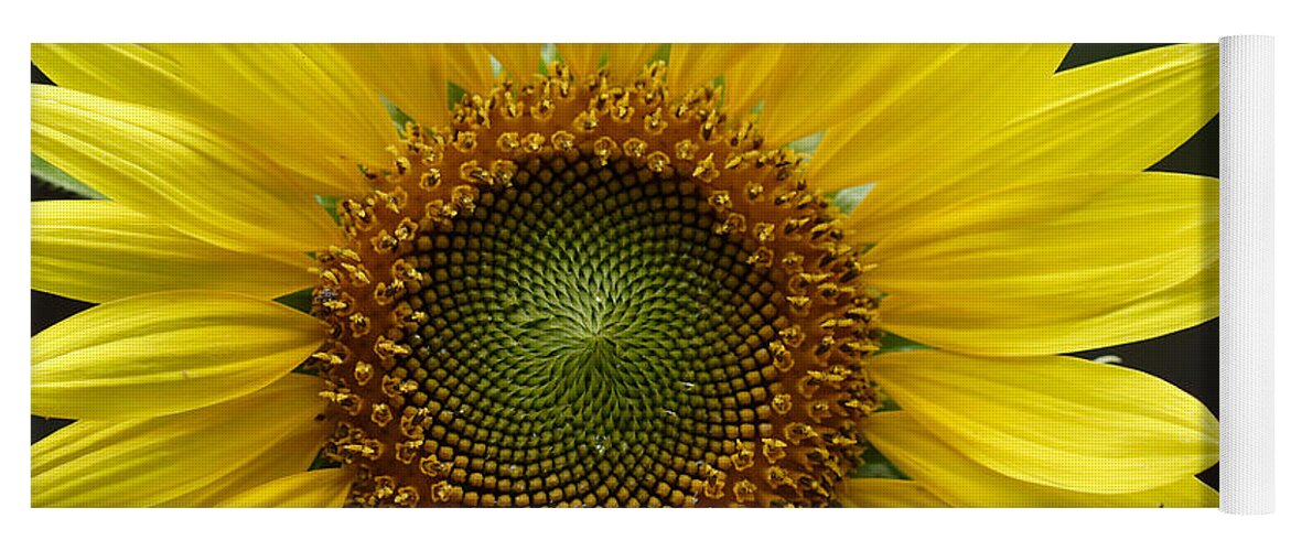 Helianthus Annuus Yoga Mat featuring the photograph Sunflower With Insect by Daniel Reed