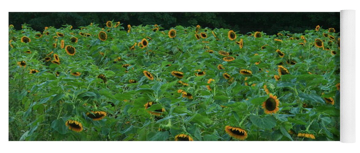 Sunflowers Yoga Mat featuring the photograph Sunflowers by Christopher J Kirby