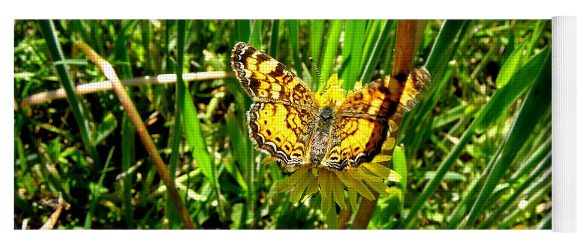 Butterfly Yoga Mat featuring the photograph Sunning On A Dandelion by Kim Galluzzo Wozniak