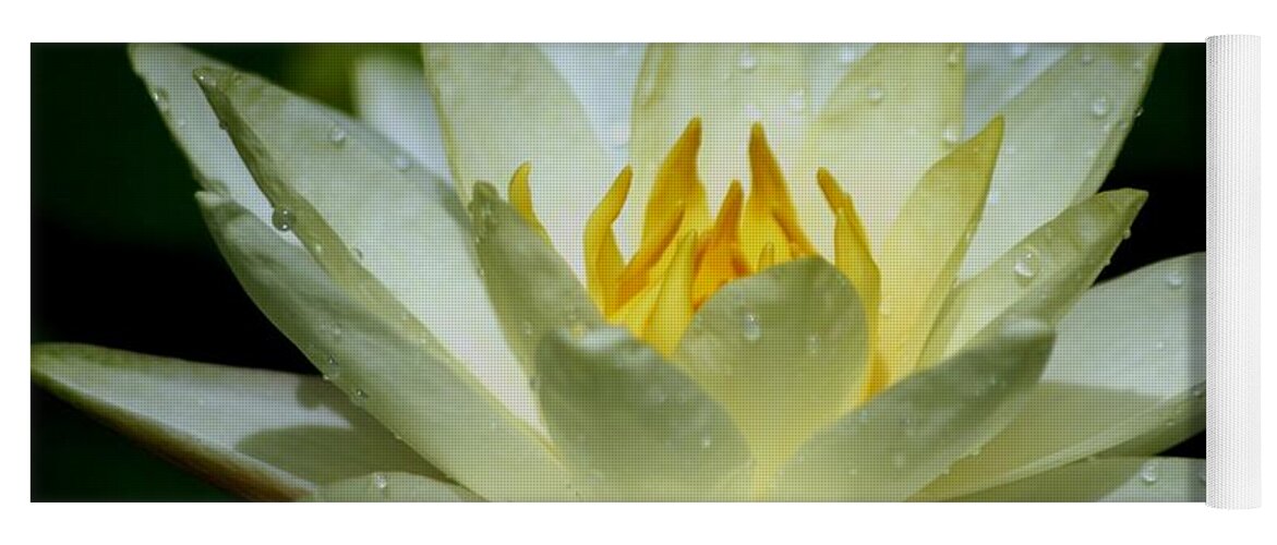 Floral Yoga Mat featuring the photograph Sunshine Water Lily by Living Color Photography Lorraine Lynch