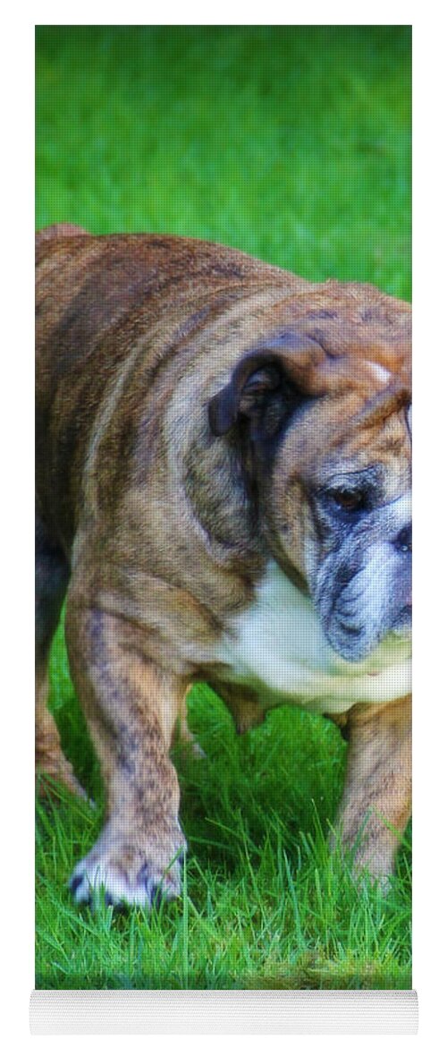 Bulldog Yoga Mat featuring the photograph The Bulldog Shuffle by Jeanette C Landstrom