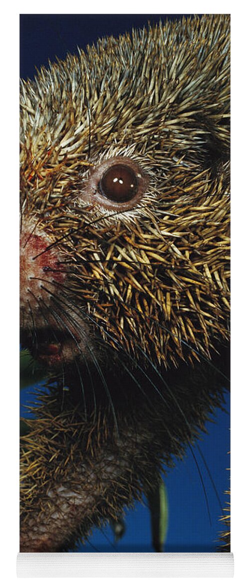 00750598 Yoga Mat featuring the photograph Thin-spined Porcupine Brazil by Mark Moffett
