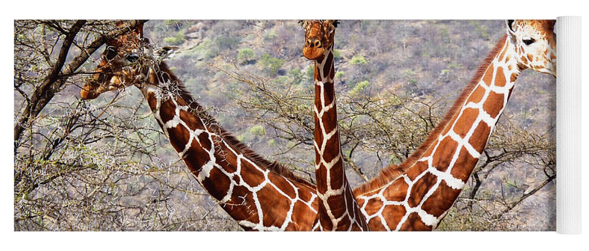 Kenya Yoga Mat featuring the photograph Three headed giraffe by Tony Murtagh