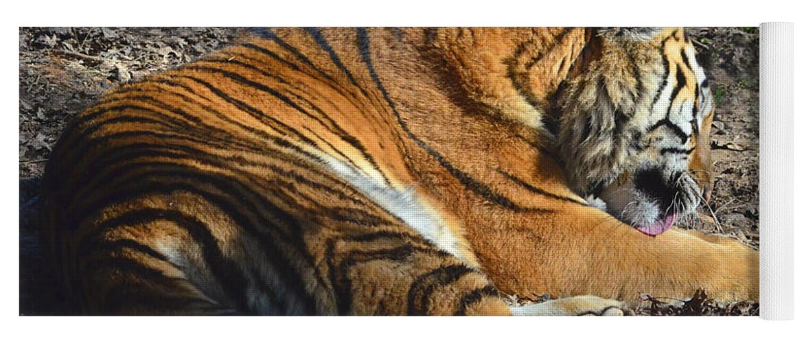 Tiger Yoga Mat featuring the photograph Tiger Behavior by Sandi OReilly