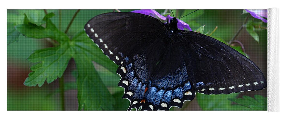 Butterfly Yoga Mat featuring the photograph Tiger Swallowtail Female Dark Form On Wild Geranium by Daniel Reed