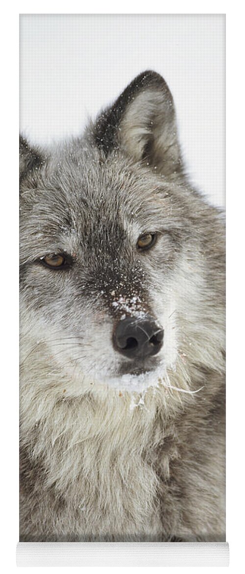 Mp Yoga Mat featuring the photograph Timber Wolf Canis Lupus Portrait by Tim Fitzharris