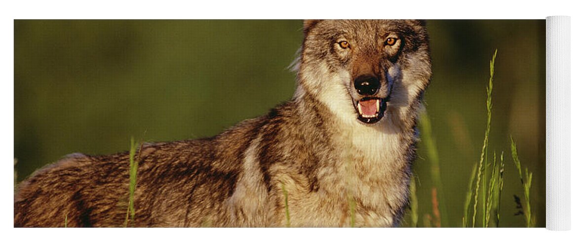 00173216 Yoga Mat featuring the photograph Timber Wolf Portrait North America by Tim Fitzharris