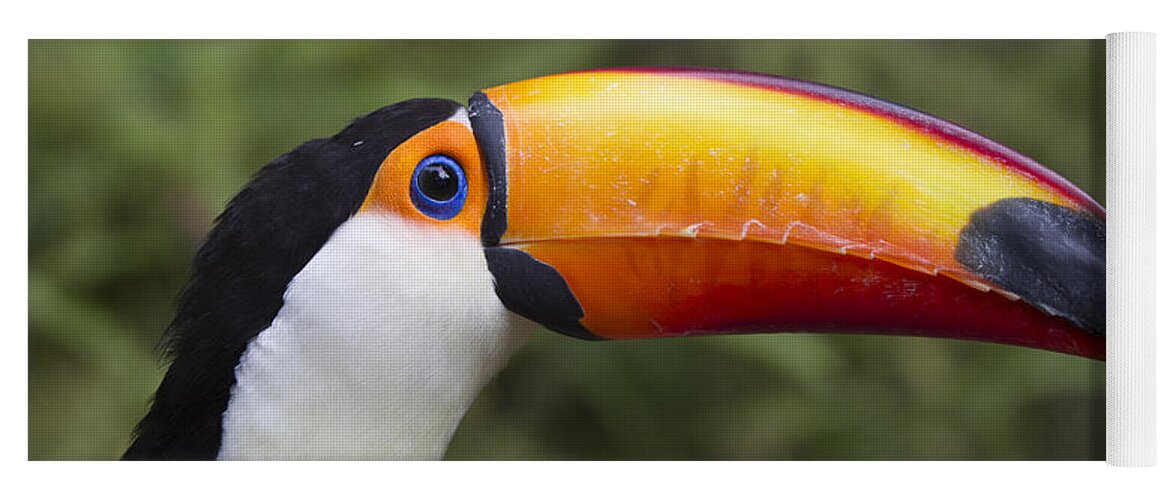 Mp Yoga Mat featuring the photograph Toco Toucan Ramphastos Toco, Native by Zssd
