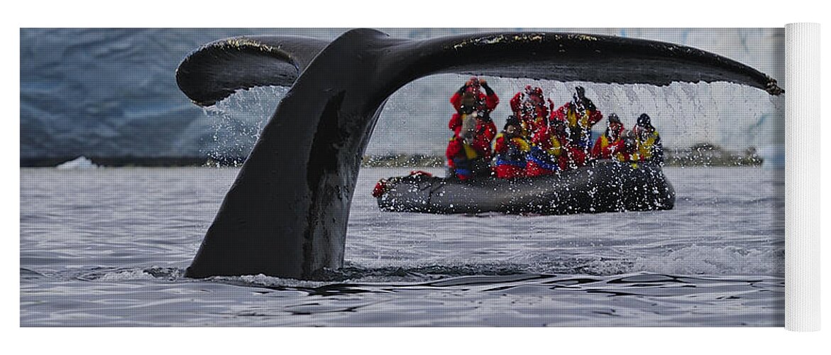 Humpback Whale (megaptera Novaeangliae) Yoga Mat featuring the photograph Total Fluke by Tony Beck