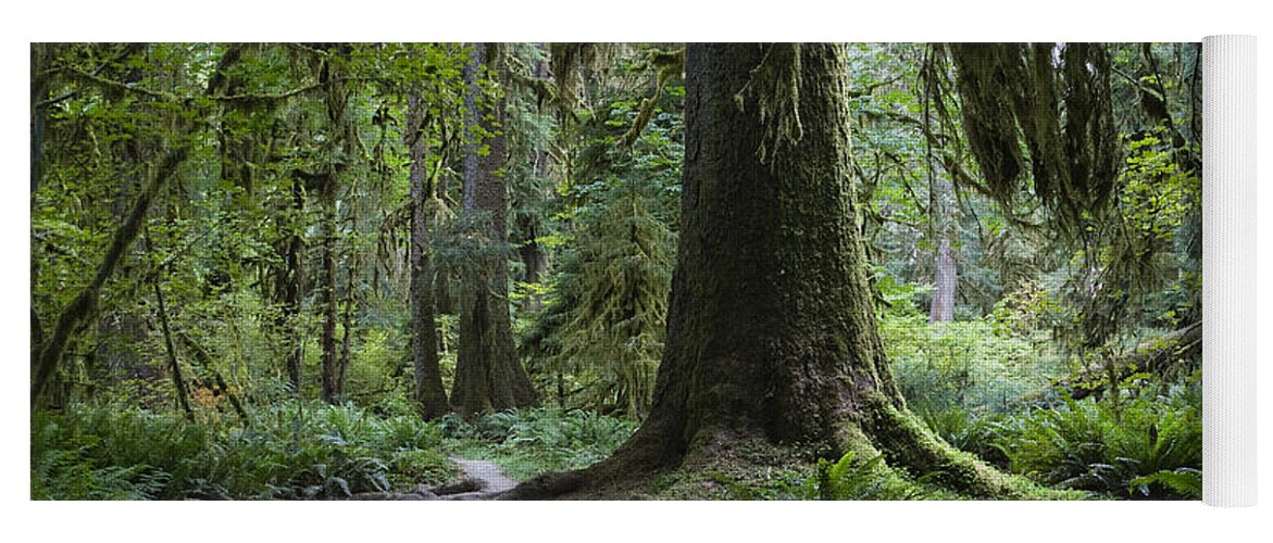 Mp Yoga Mat featuring the photograph Trail In Forest, Hoh Rainforest by Konrad Wothe